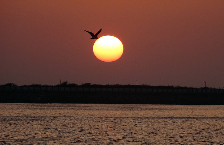 sunset, bird, gull, flying, sea, water, nature