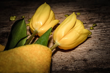 tulipanes, flores, schnittblume, planta, amarillo, flor amarilla, cerrar