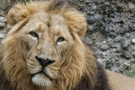 indian lion, lion, cat, male, predator, lion - Feline, wildlife