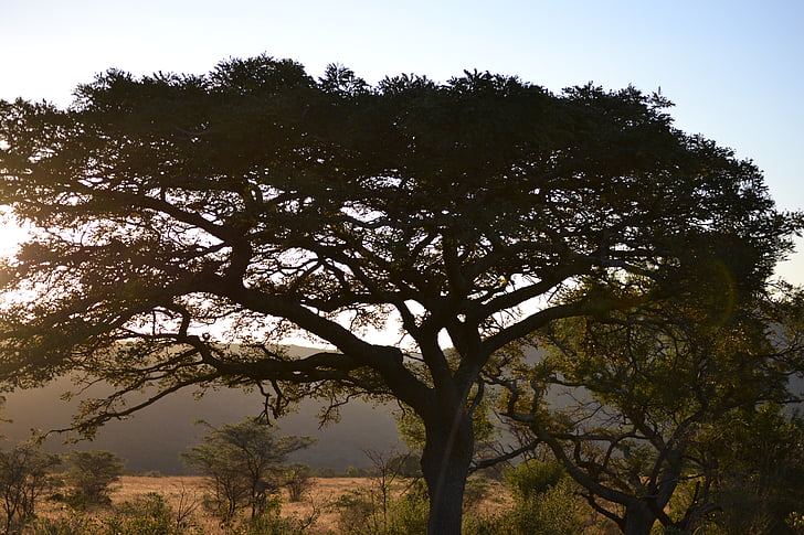 Āfrika, koks, Savanna, Safari, saulriets, daba, ārpus telpām
