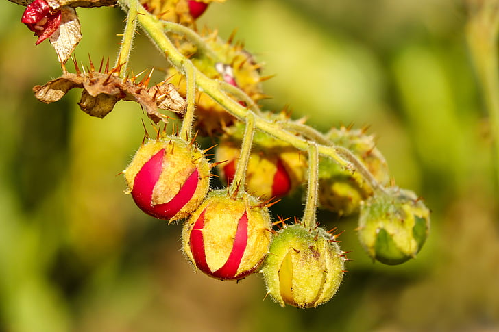 paradicsom, Lichee (licsi)-paradicsom, gyümölcs, piros, Solanum sisymbriifolium, természet, zöld színű