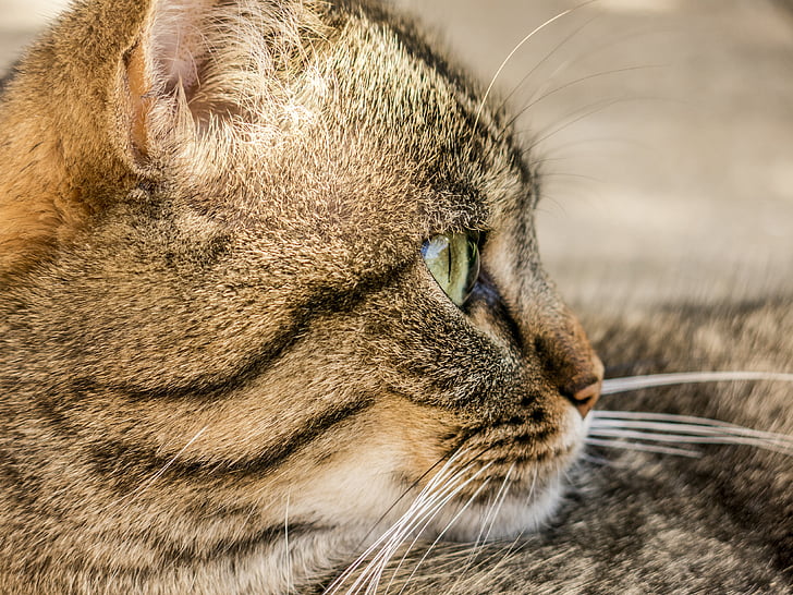 animal, fotografía animal, desenfoque de, gato, cara de gato, Close-up, animal doméstico