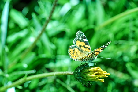bướm, Sân vườn, màu xanh lá cây, Hoa, côn trùng, bướm - côn trùng, Thiên nhiên