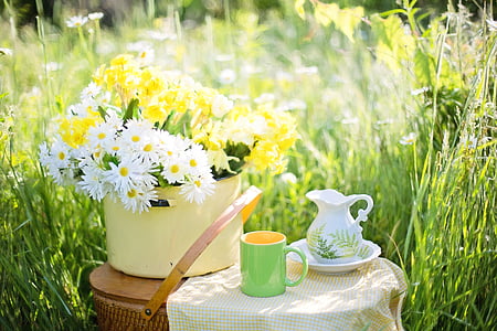 daisies, summer, flowers, nature, green, bloom, tea