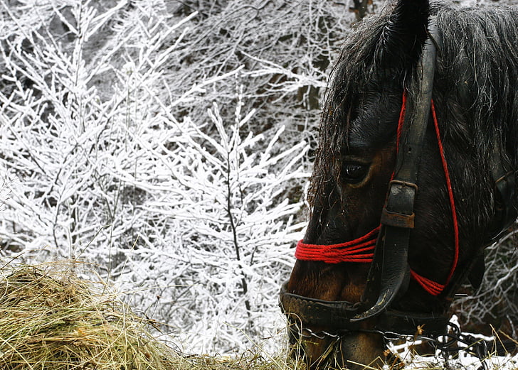 cheval, noir, hiver, neige, magie, innocence, froide
