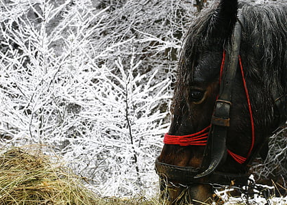 cavalo, preto, Inverno, neve, magia, inocência, frio