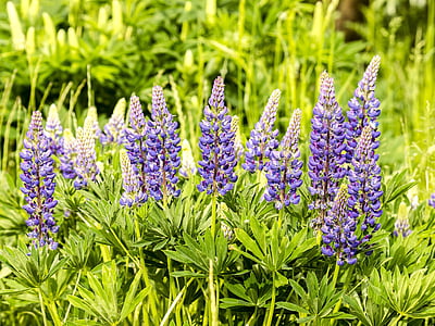 Lupin, blomst, Blossom, Bloom, plante, natur