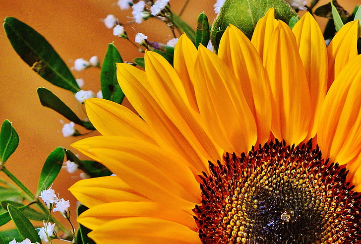 bukett, Sun flower, sommar, Anläggningen, blommor, solros, naturen