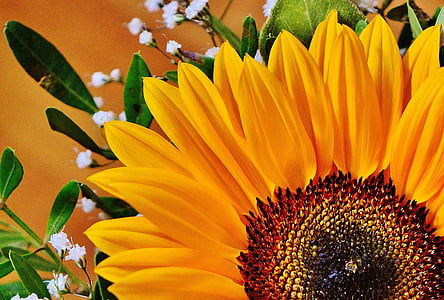 букет, слънце цвете, лято, растителна, цветя, слънчоглед, природата