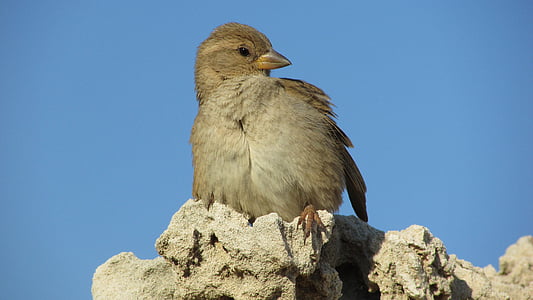 sparrow, bird, animal, sitting, nature, wildlife, outdoors