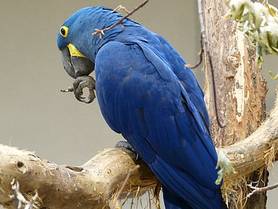 πουλί, παπαγάλος, φτέρωμα, Ara, ζώο, φτερό, μπλε