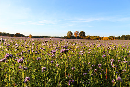 Landschaft, Herbst, Bienen, Phacelia, Natur, Feld, Beleuchtung