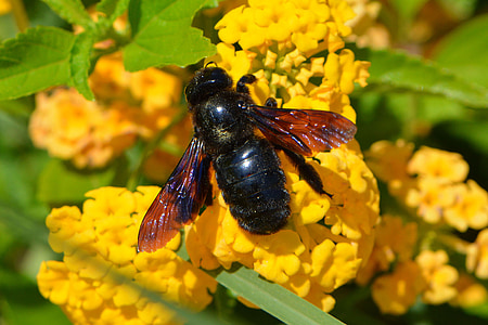 蜜蜂, 动物, 开花, 绽放, 蜜蜂在花上, 宏观, 昆虫