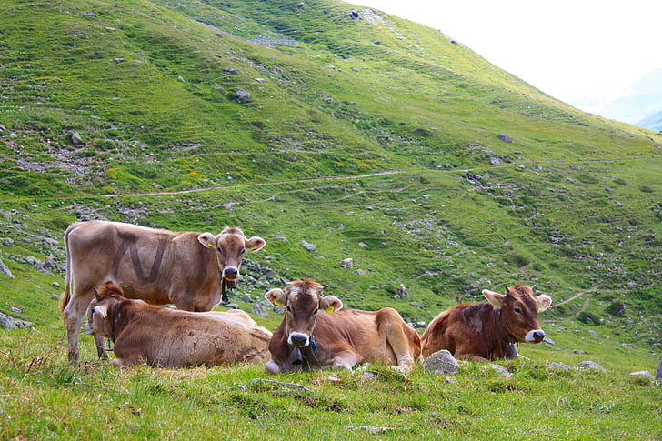 sapi, Swiss, Swiss, Alpine, alam, hewan, Alpen