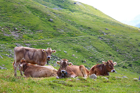 krava, Švicarski, Švicarska, alpski, priroda, životinja, Alpe