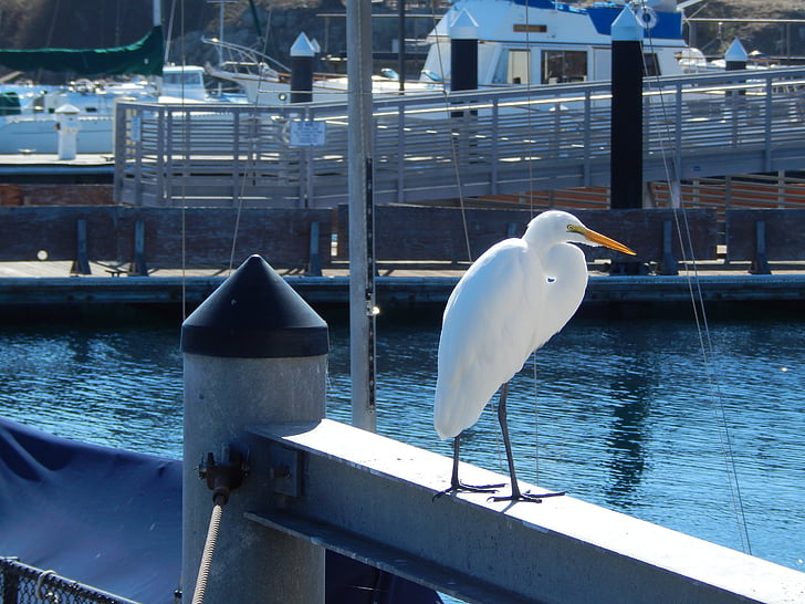 djur, Heron, fågel, sjöfåglar, vatten, Monterey bay, Ocean