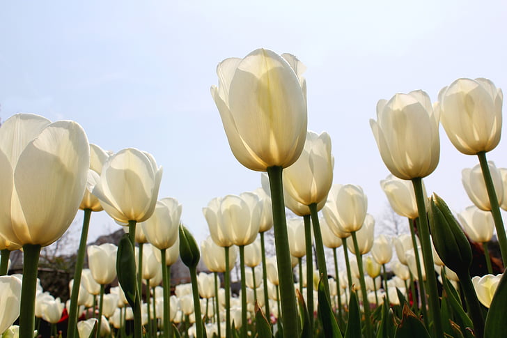 tulip, white, sea of flowers, nature, springtime, flower, season