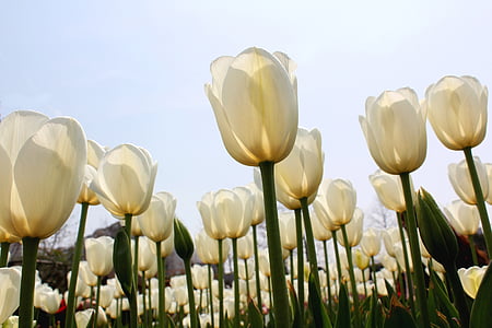 Tulip, blanc, mer de fleurs, nature, printemps, fleur, saison