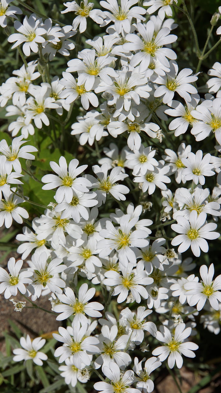 fleurs blanches, délicates fleurs, voile de fleur