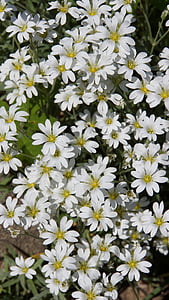 bílé květy, jemné květy, Květinový závoj