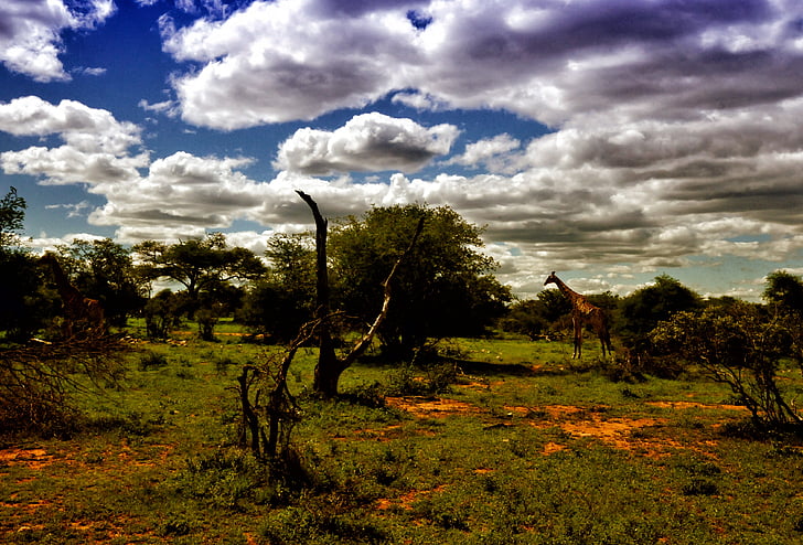 south africa, landscape, cloud, giraffes, savannah