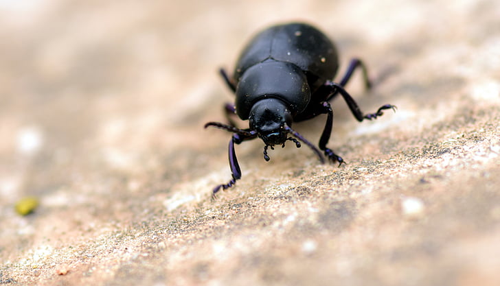 beetle, black, insect, animal, nature, close, macro