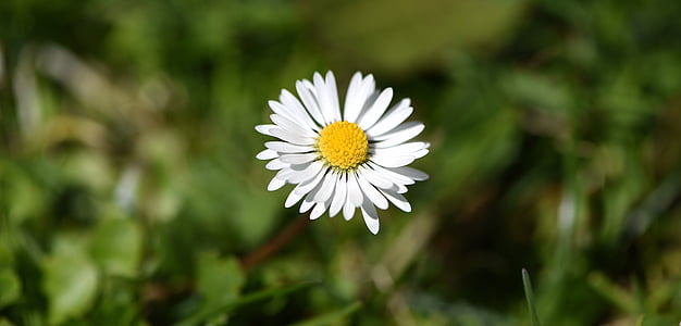 kukka, Blossom, Bloom, Daisy, valkoinen, terävä kukka, Puutarha