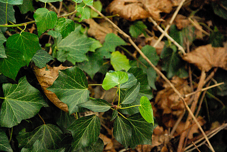Ivy, listy, Forest, Leaf, Príroda, jeseň, Sezóna