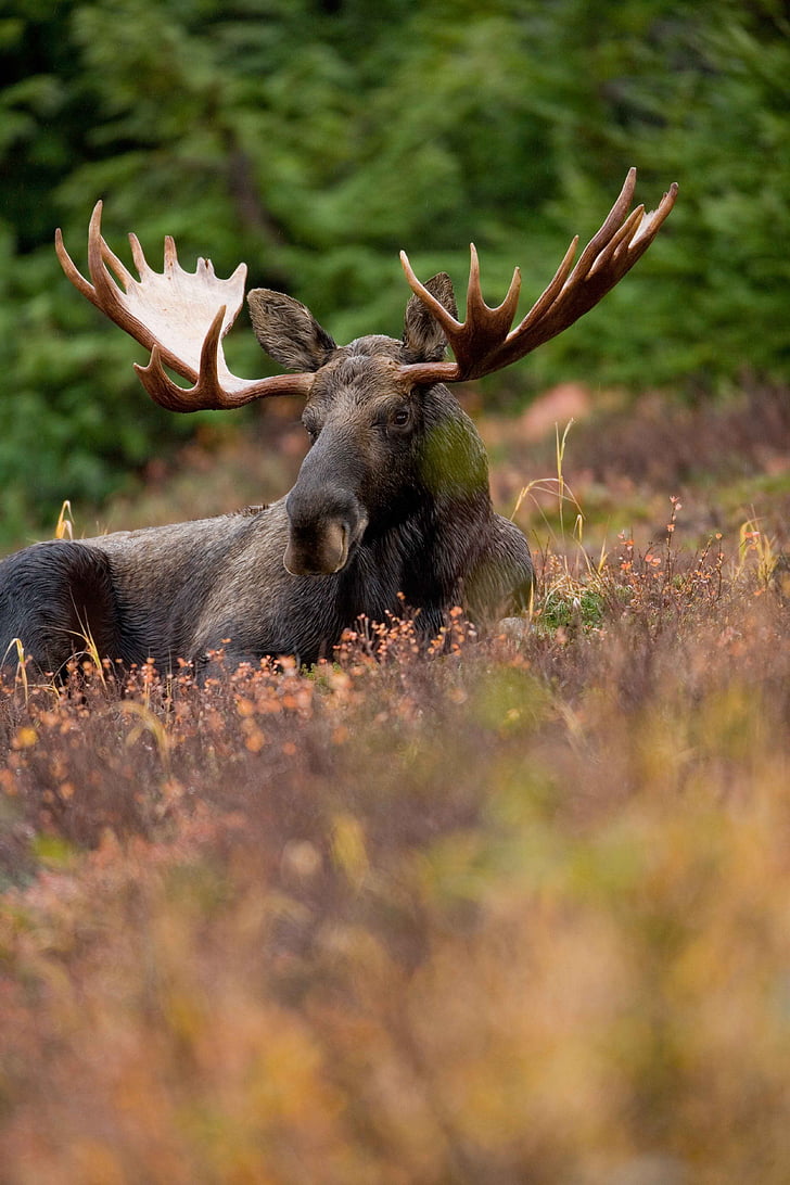 field, resting, animal, male, frontal, elk, moose