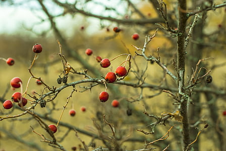 ο Μπους, φύση, αγριοτριανταφυλλιάς, κόκκινο, δέντρο, υποκατάστημα, φρούτα