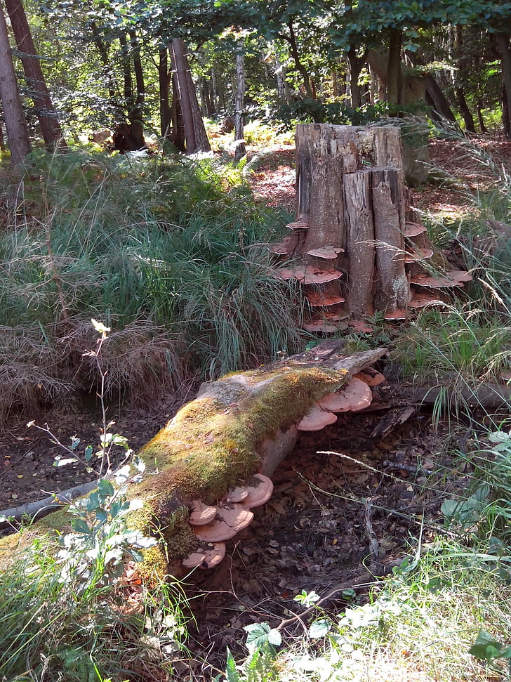 Moor, fungos de árvore, log de, tronco de árvore, baumschwamm, natureza, floresta