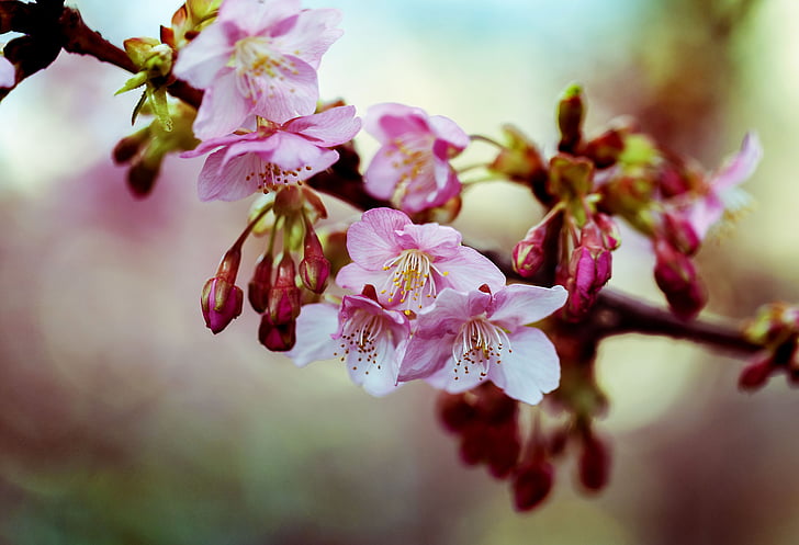 Kawazu cherry blossom, tavaszi, virágok, cseresznye, fa, Japán, rózsaszín