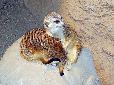 Meerkats, grupos ao vivo, do Sul, África, animais, natureza