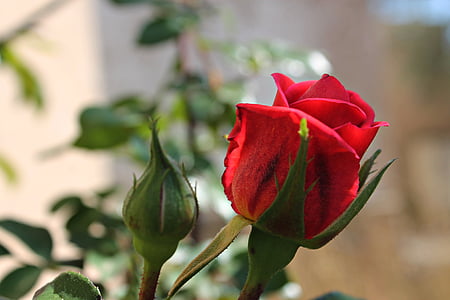 Rosa, rode roos, bloemblaadjes, Tuin, rood, mooie, warmte