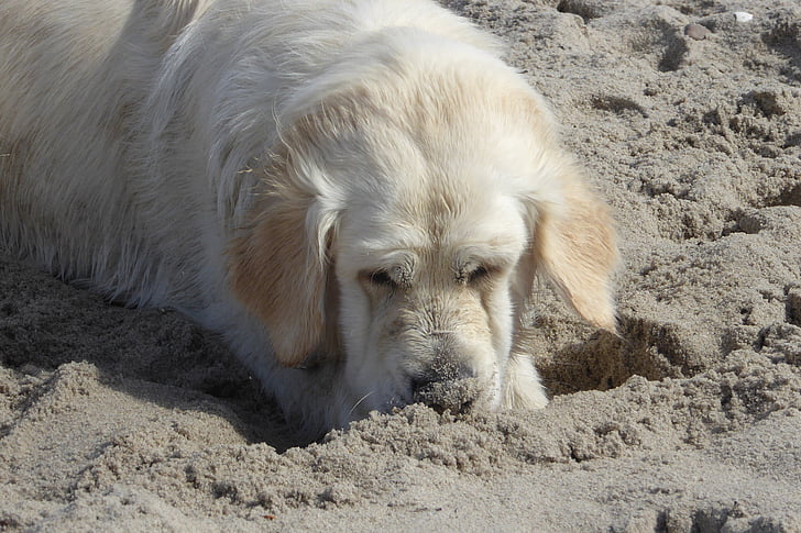 Голдън Ретривър, куче, плаж, джинджифил на Златни изтравниче