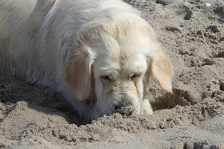 Golden retriever, con chó, Bãi biển, gừng vàng đất hoang