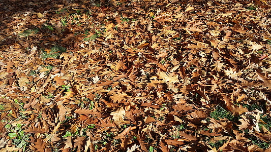 Природа, Осень, сушеные листья, лист, желтый, сезон, на открытом воздухе