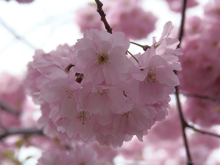 Sakura, roze, Cherry, Blossom, lente, natuur, bloem