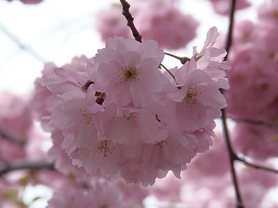 Sakura, Pink, kirsebær, Blossom, forår, natur, blomst