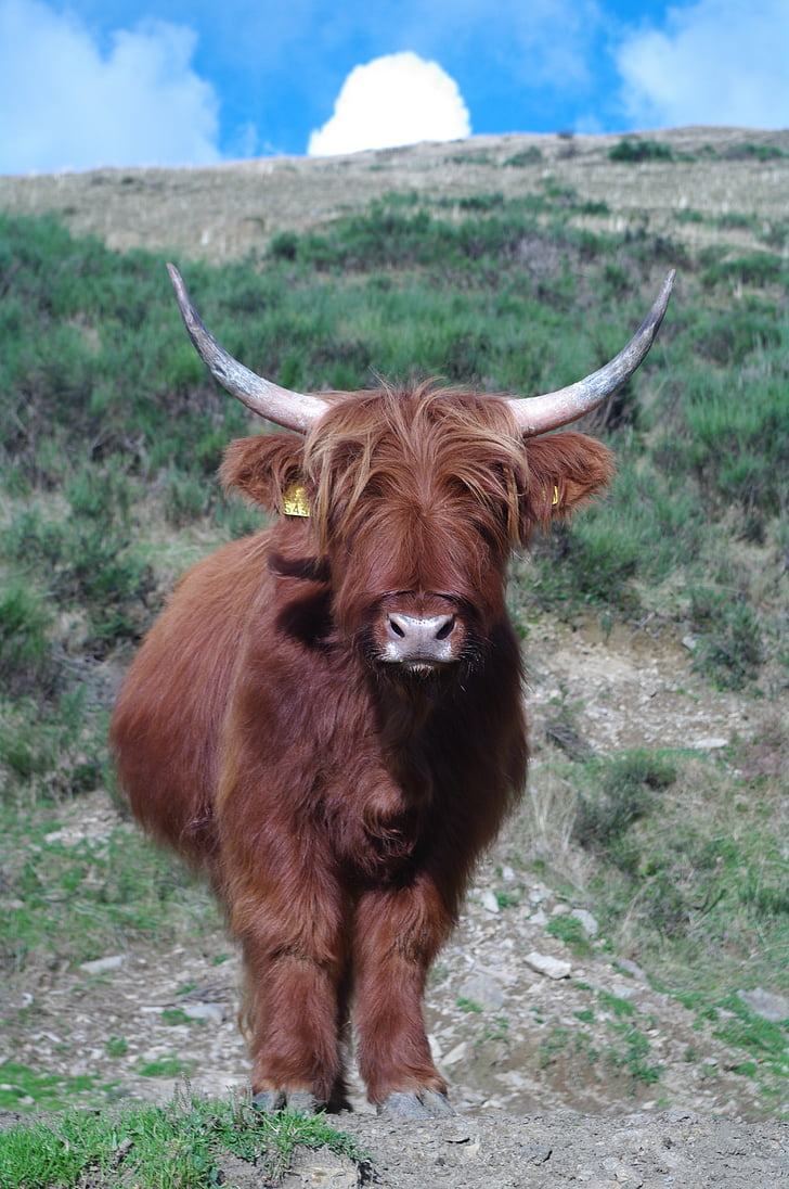 Highland rundvlees, Ticino, natuur concreet, tierhaltung welzijn