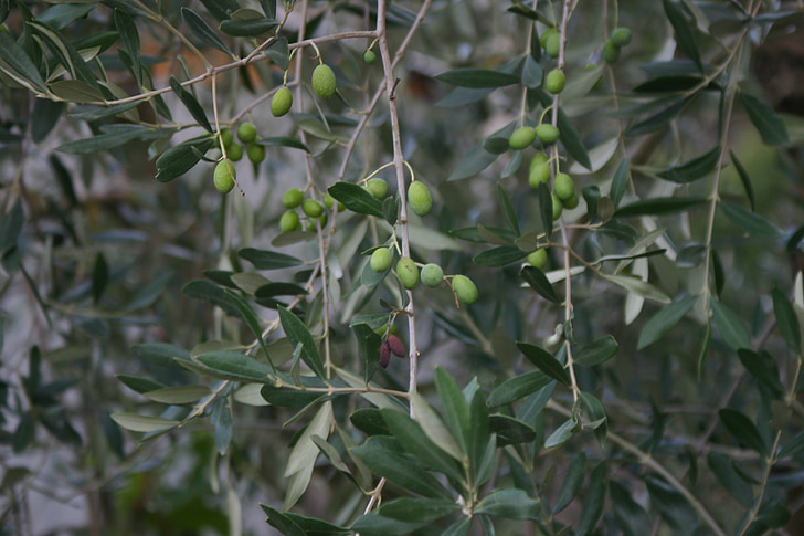 olijfboom, platteland, groei, Olive branch