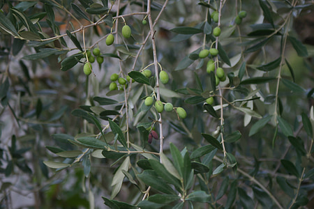 маслиново дърво, крайградски, растеж, маслинова клонка