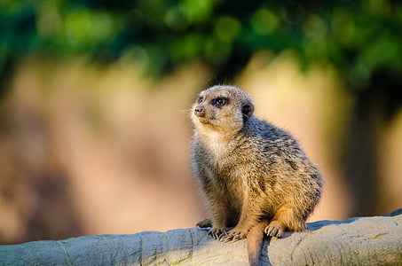 meerkat, suricate, 포유 동물, 사막을 센 티 넬, herpestidae 가족, 몽구스, 육 식