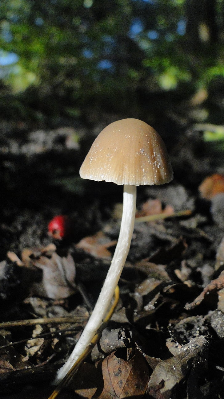 mushroom, autumn, forest land
