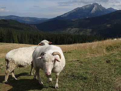 nature, Meadow, herbe, moutons, RAM, montagnes, Tatry