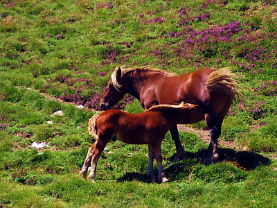 con ngựa, Prado, Prairie, màu xanh lá cây, Thiên nhiên, đồng cỏ, động vật