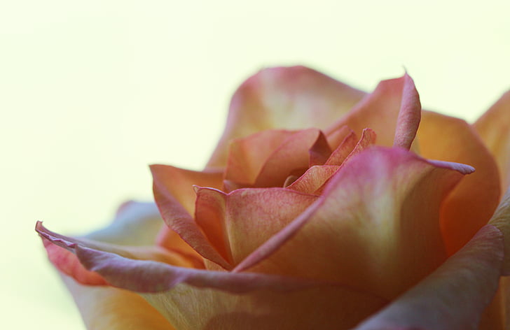 Rosa, flor, planta, natura, flor rosa, Rosa, pètals de Rosa