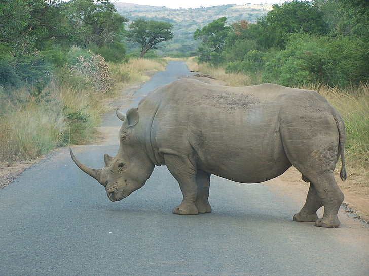 Rhino, África, Sudáfrica, un animal, animales en la naturaleza, fauna silvestre, temas de animales