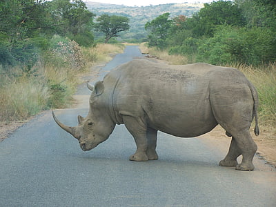 Rhino, Afrika, Južna Afrika, ena žival, živali v naravi, živali prosto živeče živali, živali teme