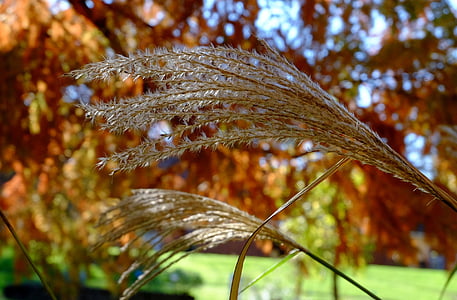 Reed, Silver spring, skimmer, bambu grassedit Sidan, hösten